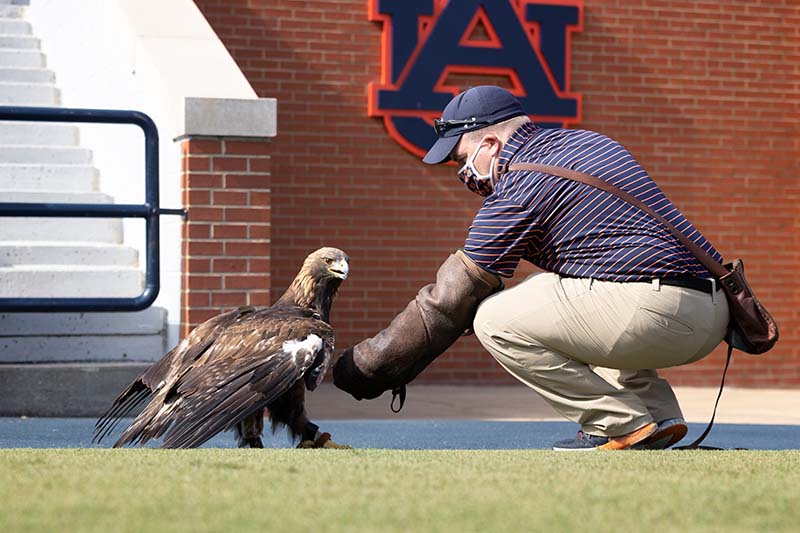 Auburn University College of Veterinary Medicine - 🦅 #Auburn's bald eagle  Spirit has flown alongside our official golden eagles—designated War  Eagles—since her first stadium flight in 2002. In recognition of her service