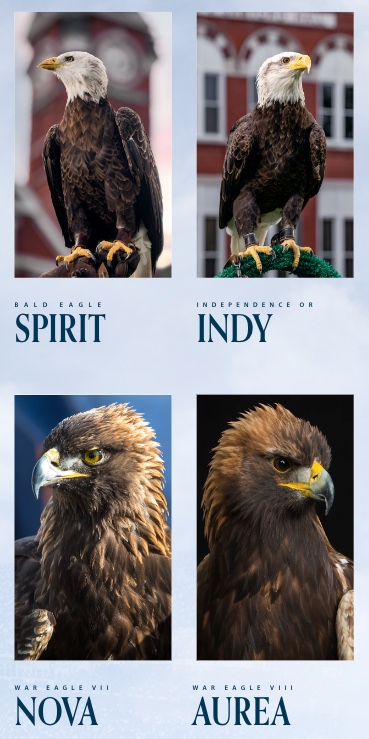 Eagles Spirit, Indy, Nova, Aurea