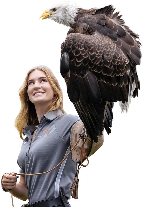 Auburn University College of Veterinary Medicine - 🦅 #Auburn's bald eagle  Spirit has flown alongside our official golden eagles—designated War Eagles—since  her first stadium flight in 2002. In recognition of her service