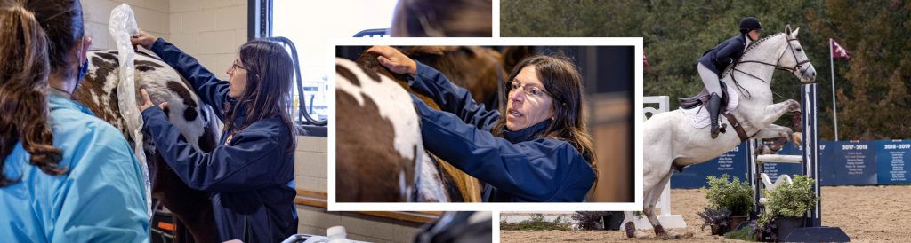 Collage of horse with veterinarian and horse jumping with rider