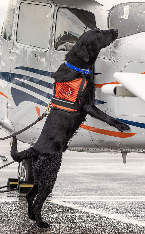 Black lab jumping up side of plane
