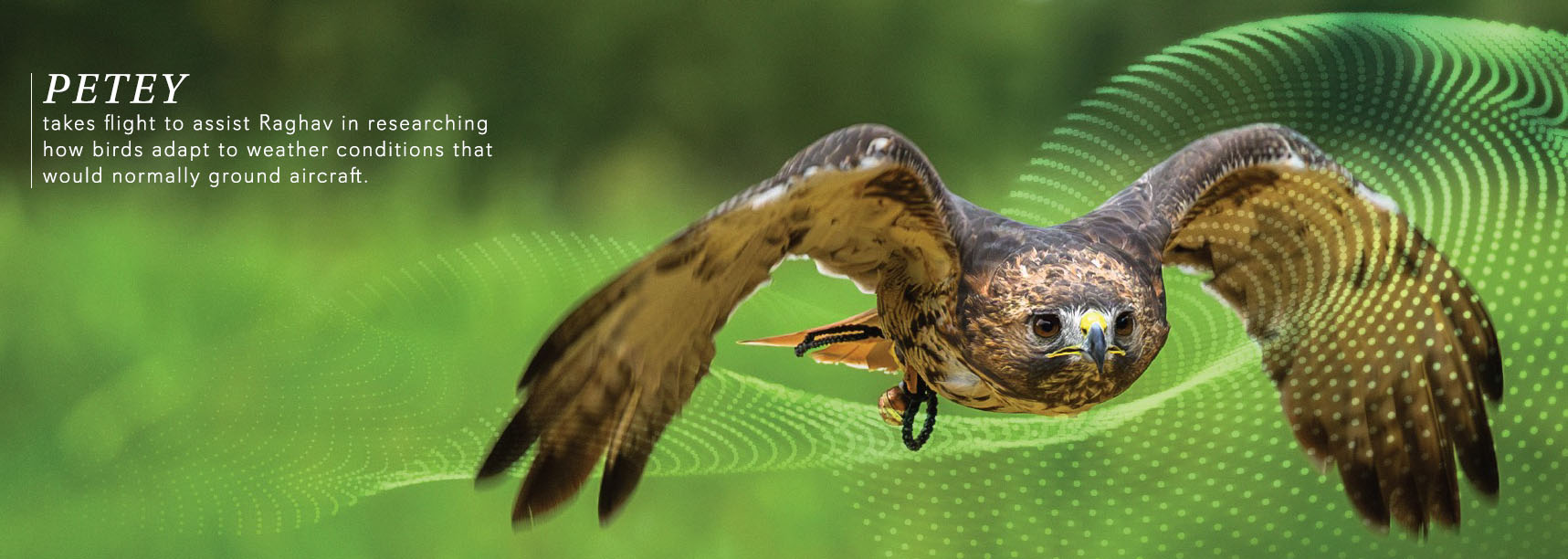 Petey takes flight to assist Raghav in researching how birds adapt to weather conditions that would normally ground aircraft.