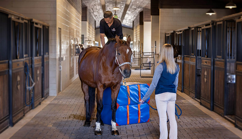 Dr. Alfredo Sanchez performs equine exam